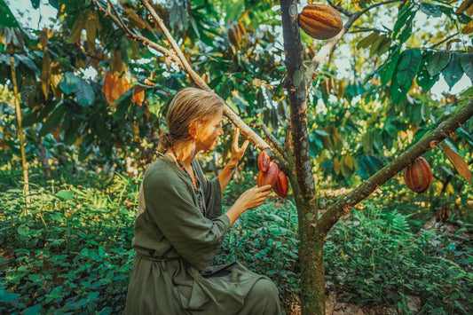 in the cacao forest