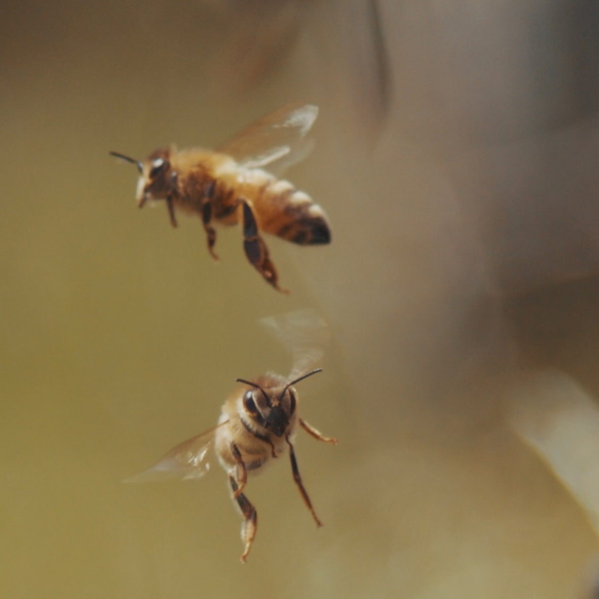 Parem kui šampanja - Manuka Jun Rose